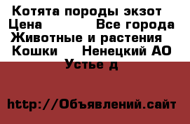 Котята породы экзот › Цена ­ 7 000 - Все города Животные и растения » Кошки   . Ненецкий АО,Устье д.